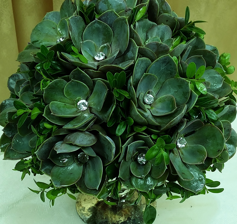 Succulents 005